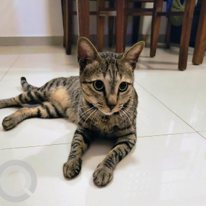 A Black and Brown Indie Cat Missing from Borivali West, Mumbai
