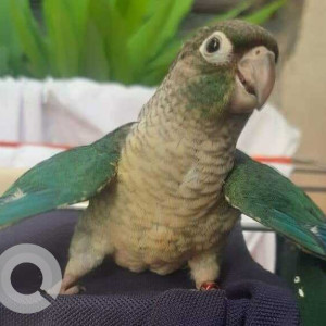 Missing: Green Male Green Cheeked Parakeet Bird from Vadgaon Budrak