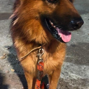 Found: Brown Male German shepherd Dog from Chetty road in front of Bharathi Raja hospital opposite AGS cinema-3
