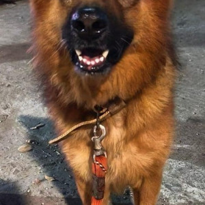 Found: Brown Male German shepherd Dog from Chetty road in front of Bharathi Raja hospital opposite AGS cinema-2
