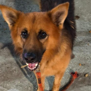 Found: Brown Male German shepherd Dog from Chetty road in front of Bharathi Raja hospital opposite AGS cinema