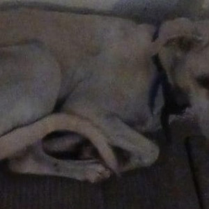 Indie dog found wandering in Gera Isle Royal , Bavdhan-2