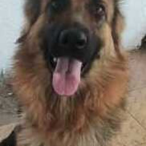 Found: Black and Brown Not Available German shepherd Dog from Jambhulwadi bridge