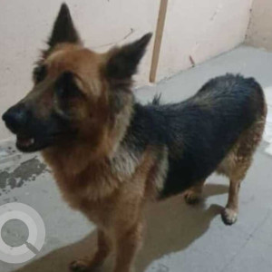 Found: Black and Brown Female German Shepherd Dog from Sai Green Apartments, Balachandra Layout, Babusapalya, Kalyan Nagar