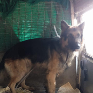 Found: Black and Brown Male German Shepherd Dog from Mehrauli South Delhi