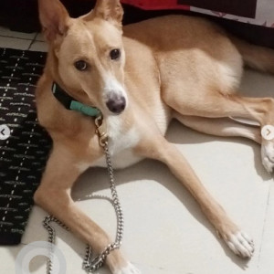 A White-Brown Mix Indie Dog Missing from MS Palaya, Bengaluru-2