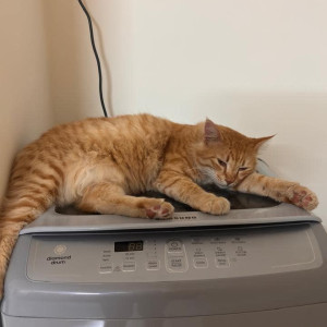 Missing: Orange Male Ginger cat Cat from Koramangala 8th Block-3