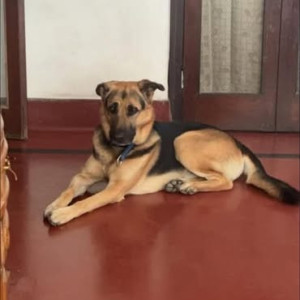Missing: Black and Brown Male German Shepherd Dog from Mahanagar-2