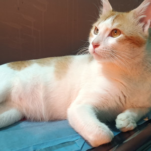 A White-Brown Mix Indie Cat Missing from Medankarwadi, Chakan