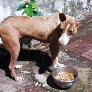 Missing: Brown Female Indie Dog from sector 28, Vashi-2