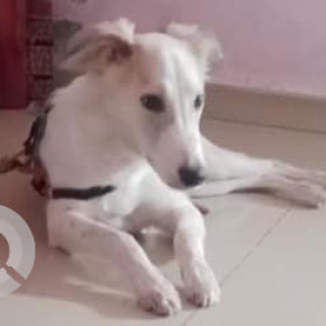 Missing: White Male Indie Dog from Pandesara Road, Bestan Garden, Surat, Gujarat-2