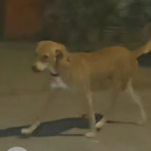Missing: Brown Male Indie Dog from Bandra west-2