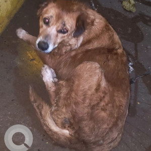 Found: Brown Female Indie Dog from Aldona-2