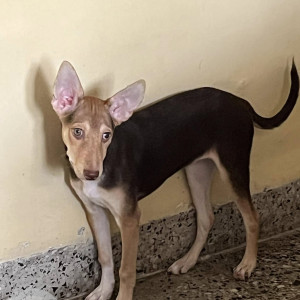 Missing: Black and Brown Female Indie Dog from Chincholi naka, Malad-2