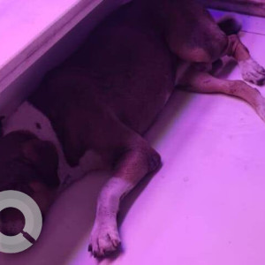 Missing: White-Brown Mix Male Indie Dog from Gokuldham Shopping Center Dominoz pizza Goregoan East-2