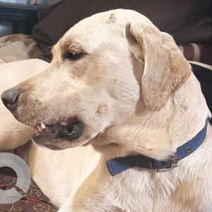 Found: White Male Labrador Dog from Oskarwadi Phata Saswad Road