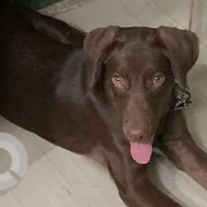 Found: Brown Female Labrador Retriever Dog from Vishalnagar