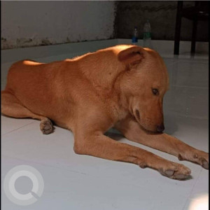 Missing: Brown Male Indie Dog from Chakala, Near Holy Family Church, Andheri East