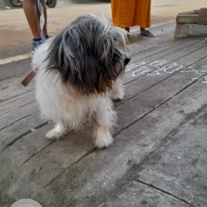 Found: Black and White Male Shih Tzu Dog from Nagarbhavi 2nd Stage