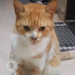 Found: Orange Female Indie Cat from Energyia fitness center, Kasarvadavli, Thane (w)-2