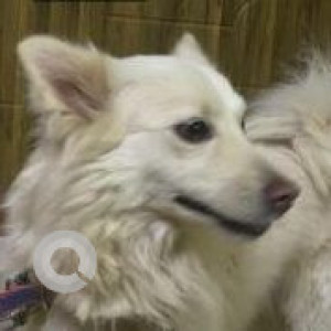 Found: White Not Available Pomeranian Dog from Tiruppur, Tamil nadu