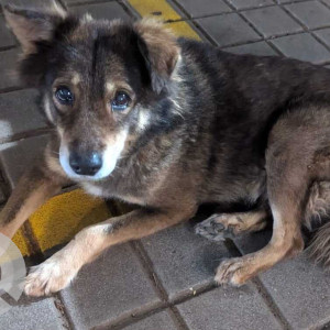 Found: Black and Brown Male Indie Dog from TCS campus in Phase3 Hinjewadi