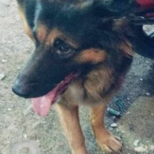 Found: Black and Brown Male German Shepherd Dog from Ganesh Nagar Pune