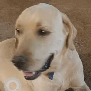 Found: White Male Labrador Dog from Oskarwadi Phata Saswad Road-2