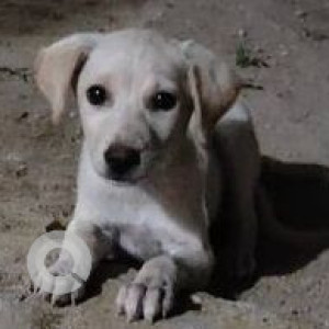 Missing: White Female Indie Dog from Kothapet SRL Colony