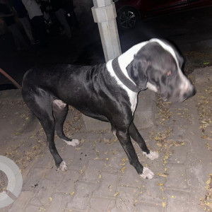 Found: Brown Male Indie Dog from Malviya nagar, South Delhi-2