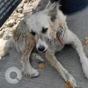 Missing: White Male Indie Dog from Kharadi Gera Commerzone-2