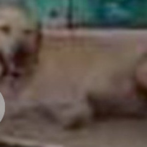 Missing: White Male Labrador Dog from Kandiwali East, Thakur Complex-2