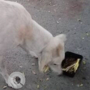Found: White Male Indie Dog from Gurudwara Colony Lohegaon-2
