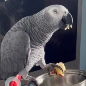 Missing: White and Grey Male African Congo grey parrot Bird from Baner Veerbhadra Nagar (Tulip Residence)-2
