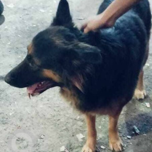 Found: Black and Brown Male German Shepherd Dog from Ganesh Nagar Pune-2