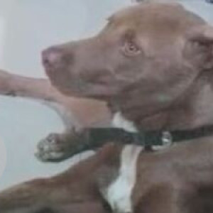 Found: Brown Male Doberman Dog from kalyani Hospital, jakat naka, Dhanori lohegaon road