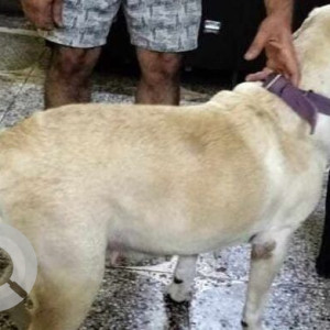 Found: Golden Female Labrador Dog from Sharma colony budh vihar phase 2, Delhi-3