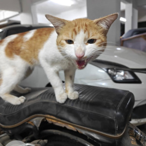 A White-Brown Mix Indie Cat Found from Dhayari, Pune-2