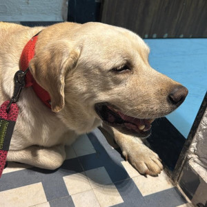 Found: White Male Labrador Dog from Parvati Police Chauki near Shahu college road-2