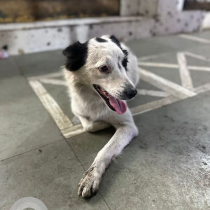 Found: Black and White Female Indie Dog from Jambhulkar chowk, Wanwadi