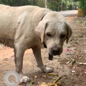 Found: White Male Labrador Dog from Green Avenue, Shanti Kunj, Vasant Kunj, New Delhi-2