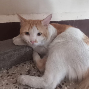 Missing: White-Brown Mix Male Indie Cat from Pune City Somvar  Peth-2