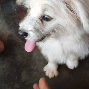 Missing: White Male Pomeranian Dog from Suryanagar Phase 3, Block-3, Attibele-2