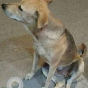 Found: White-Brown Mix Male Indie Dog from Pepsi ground gorai borivali west-2