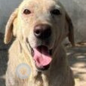 Found: Brown Female Labrador Dog from Anna Nagar, Chennai