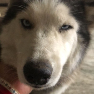 Missing: White and Grey Female Husky Dog from Ghudani Kalan, Punjab-2