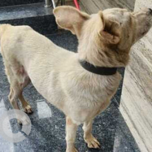 Found: White Female Indie Dog from AECS Layout, Singasandra-2