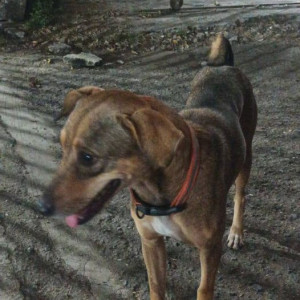 Found: Black and Brown Female Indie Dog from Vakola Village akash darshan Santacruz East