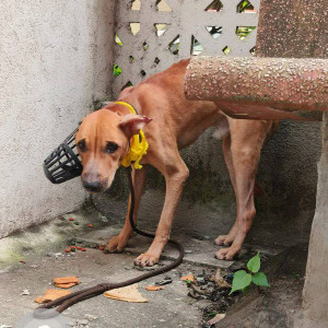 Found: Brown Male Indie Dog from Muktidham CHS, near S. L. Raheja Hospital, Mahim, Mumbai