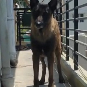 A Black and Brown Belgian malinois Dog Missing from Arekere, Bengaluru